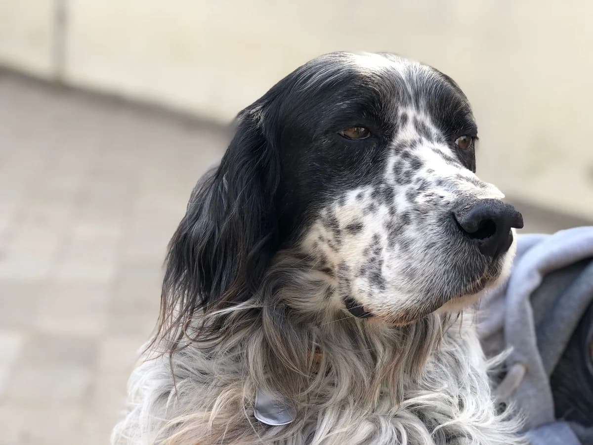 Argo, male senior Mixed Breed for adoption at saving dogs e.V.
