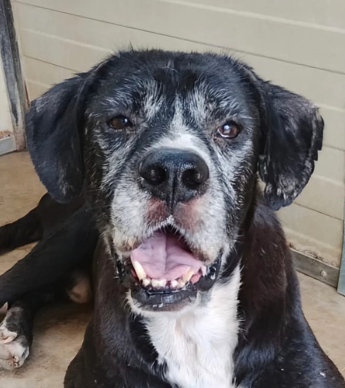 Bobby, male 7yo Mixed Breed for adoption at saving dogs e.V.