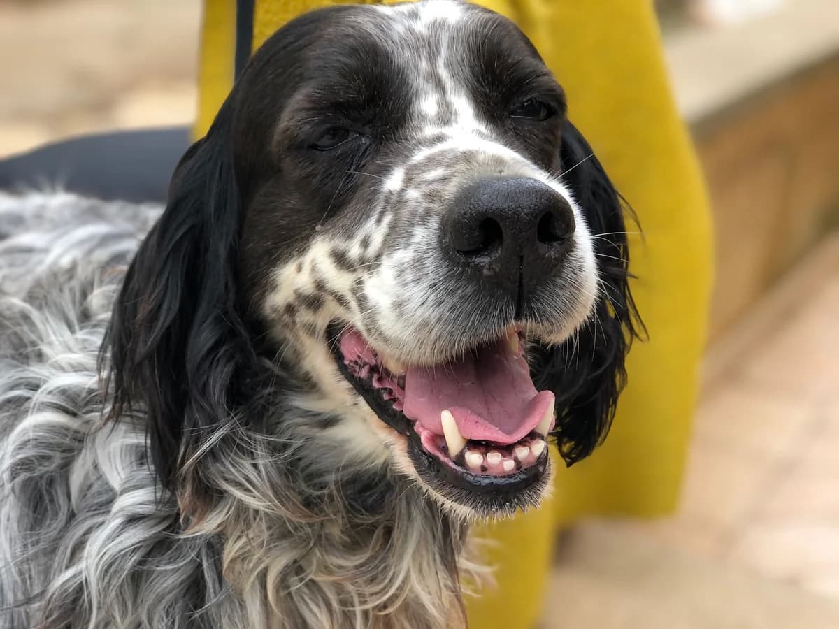 Bobo, male senior Mixed Breed for adoption at saving dogs e.V.