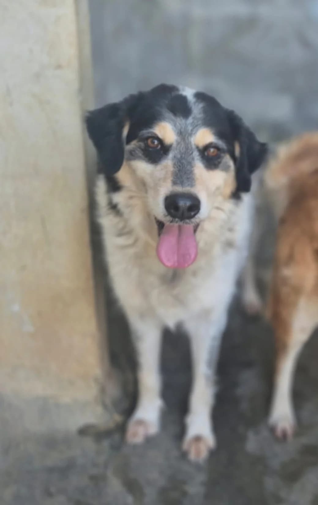 Bueno, male senior Mixed Breed for adoption at saving dogs e.V.