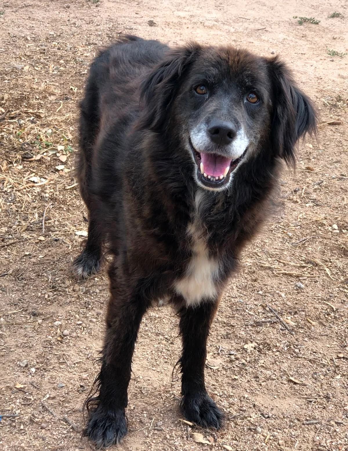 Cameron diaz (genannt Camy), weiß female senior Mixed Breed for adoption at saving dogs e.V.