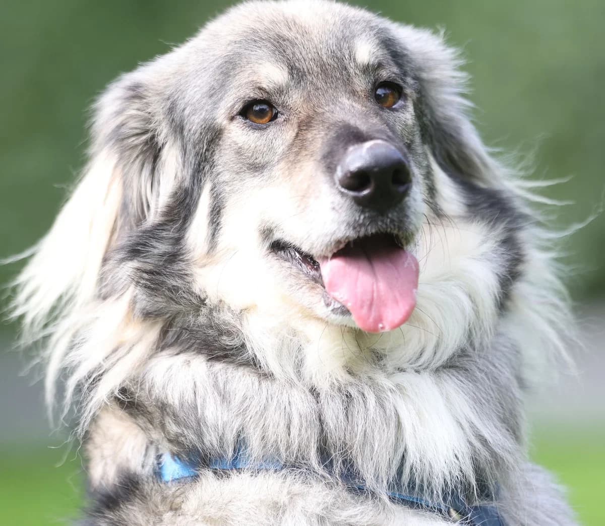 Furetto, male 4yo Mixed Breed for adoption at saving dogs e.V.