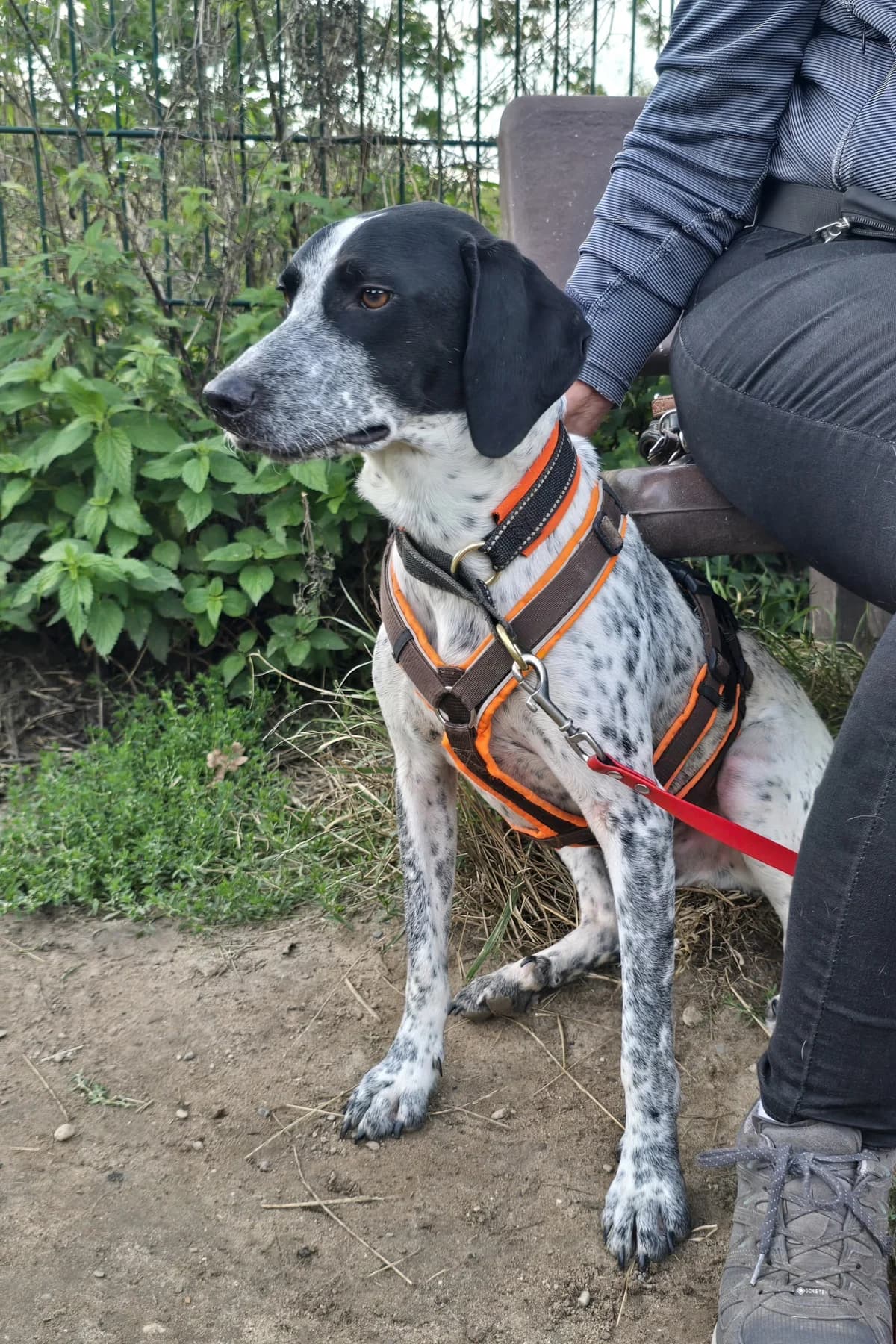 Hero, male puppy Mixed Breed for adoption at saving dogs e.V.