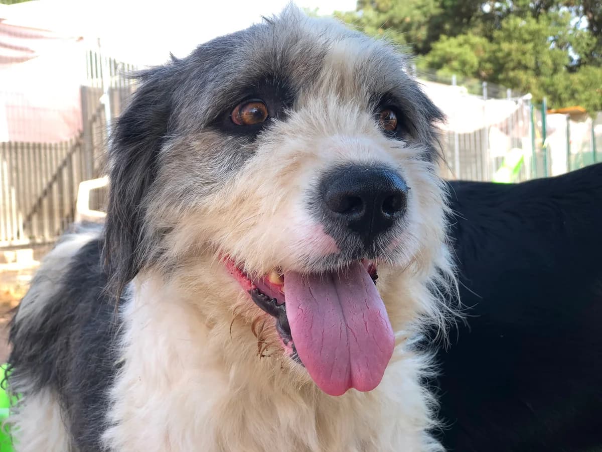 Kimara, female 3yo Mixed Breed for adoption at saving dogs e.V.