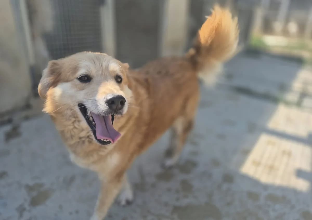 Kindo, male senior Mixed Breed for adoption at saving dogs e.V.
