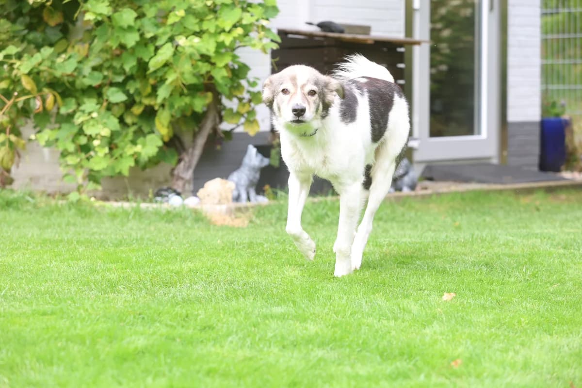 Lemure, male 4yo Mixed Breed for adoption at saving dogs e.V.