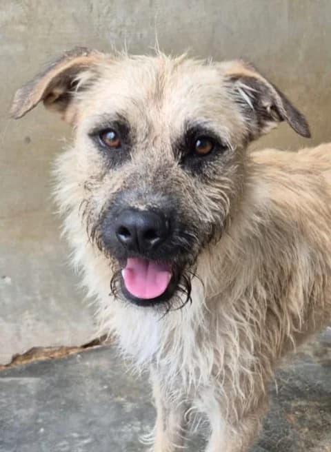 Ligabue, male young Mixed Breed for adoption at saving dogs e.V.