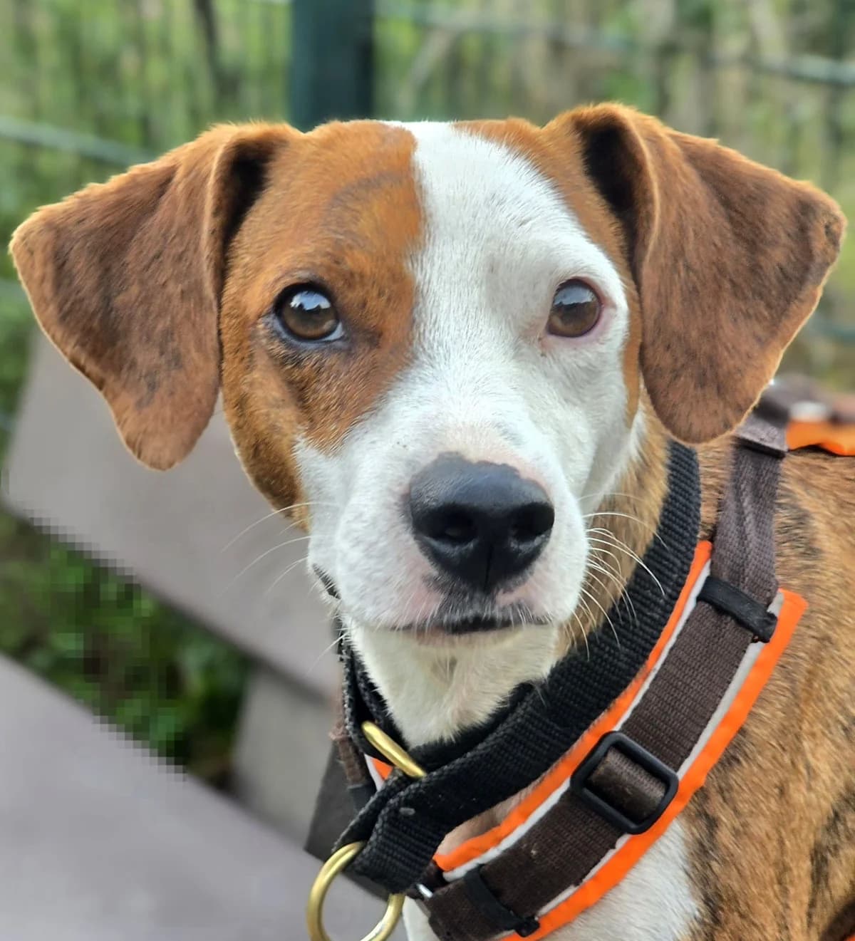 Miro, male young Mixed Breed for adoption at saving dogs e.V.