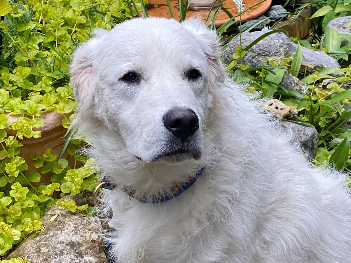 Neve, male puppy Mixed Breed for adoption at saving dogs e.V.