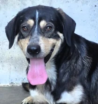 Nico, male 5yo Mixed Breed for adoption at saving dogs e.V.