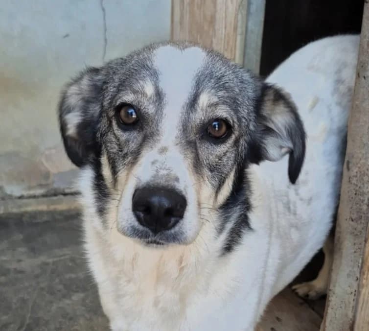 Notte, female 4yo Mixed Breed for adoption at saving dogs e.V.