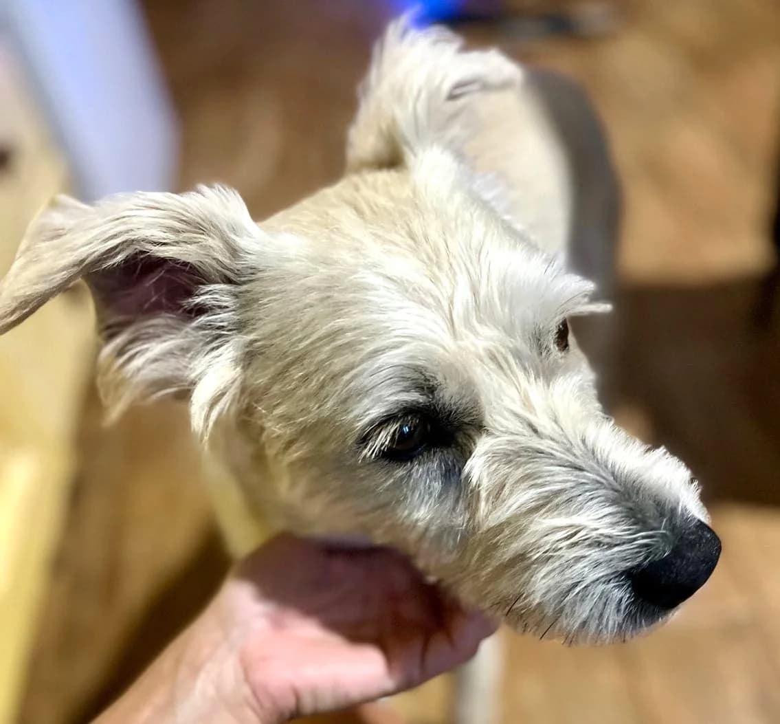 Rubber, male senior Mixed Breed for adoption at saving dogs e.V.