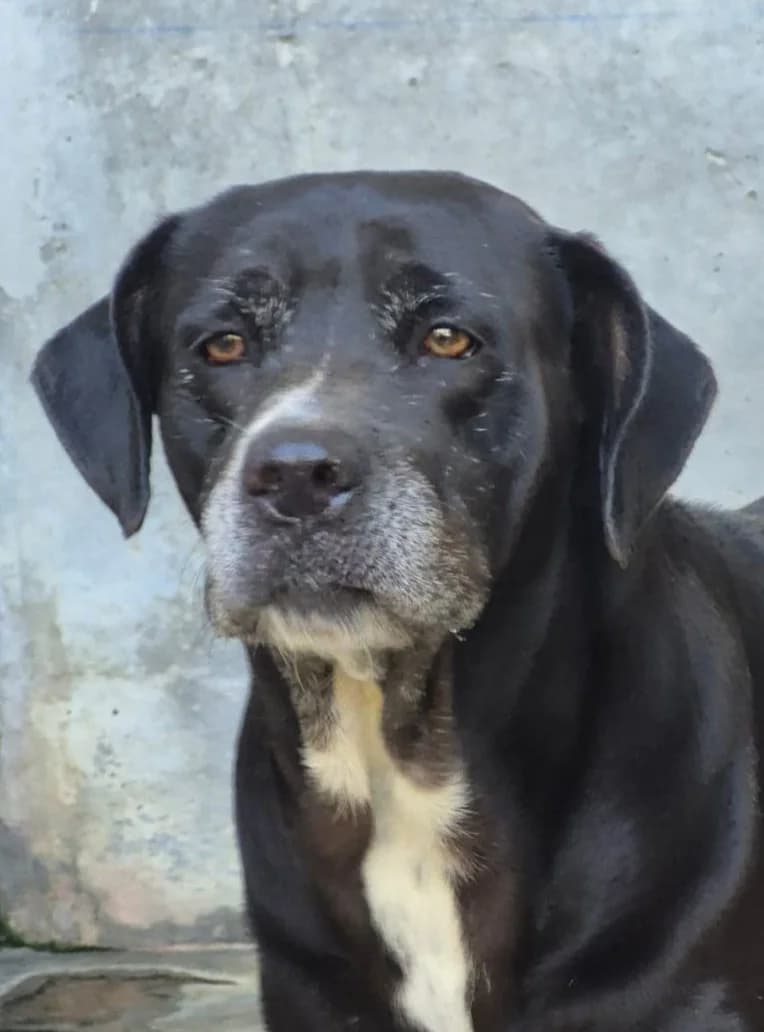 Sammy, male 4yo Mixed Breed for adoption at saving dogs e.V.