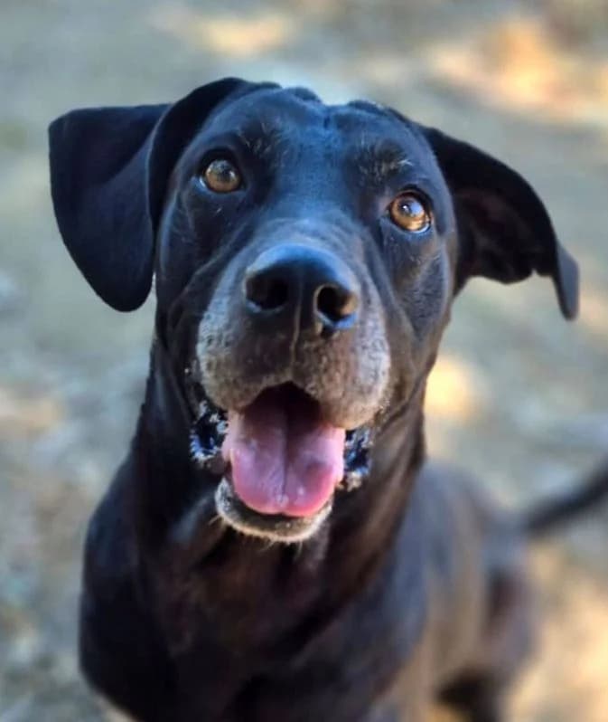 Scooby, male 4yo Mixed Breed for adoption at saving dogs e.V.
