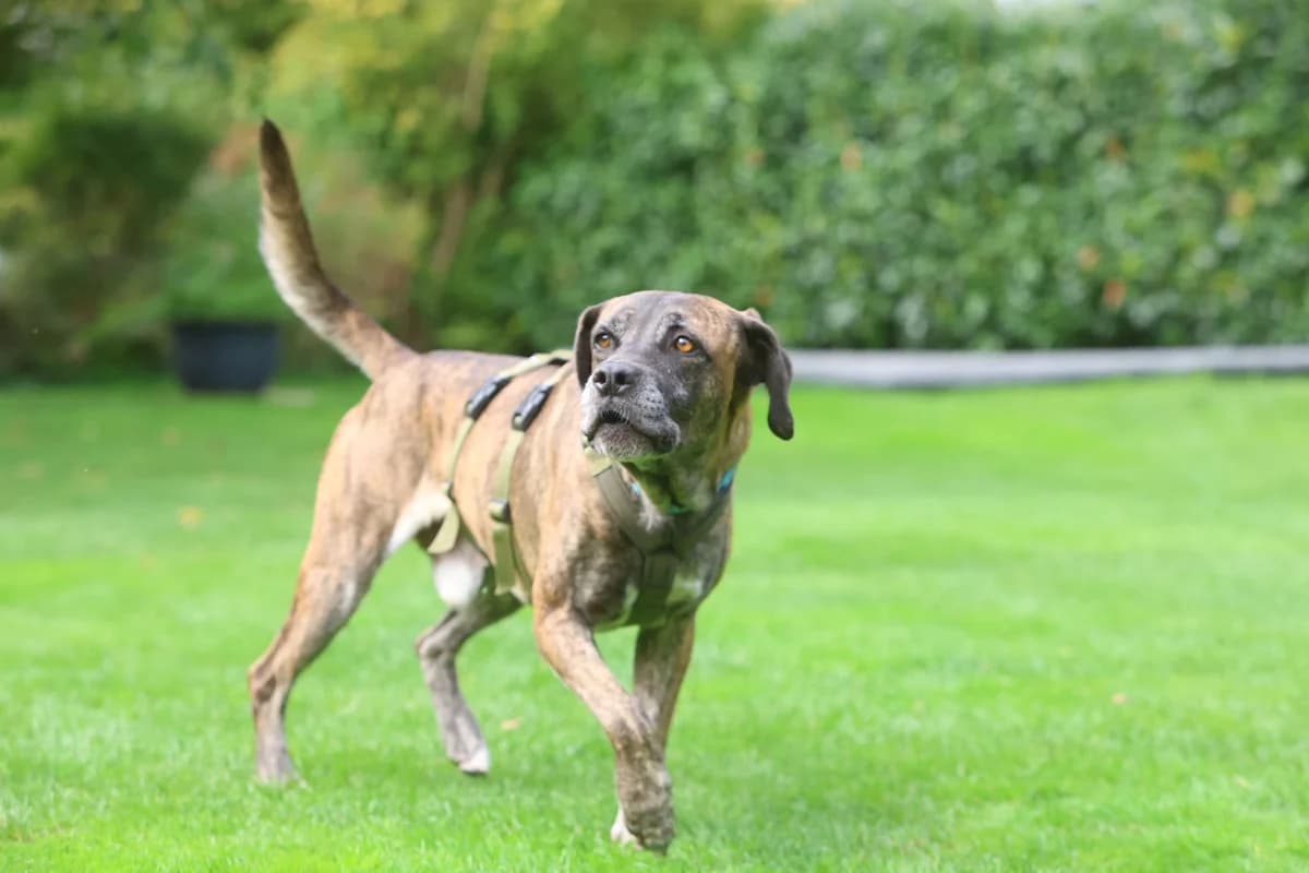 Smoky, male 4yo Mixed Breed for adoption at saving dogs e.V.