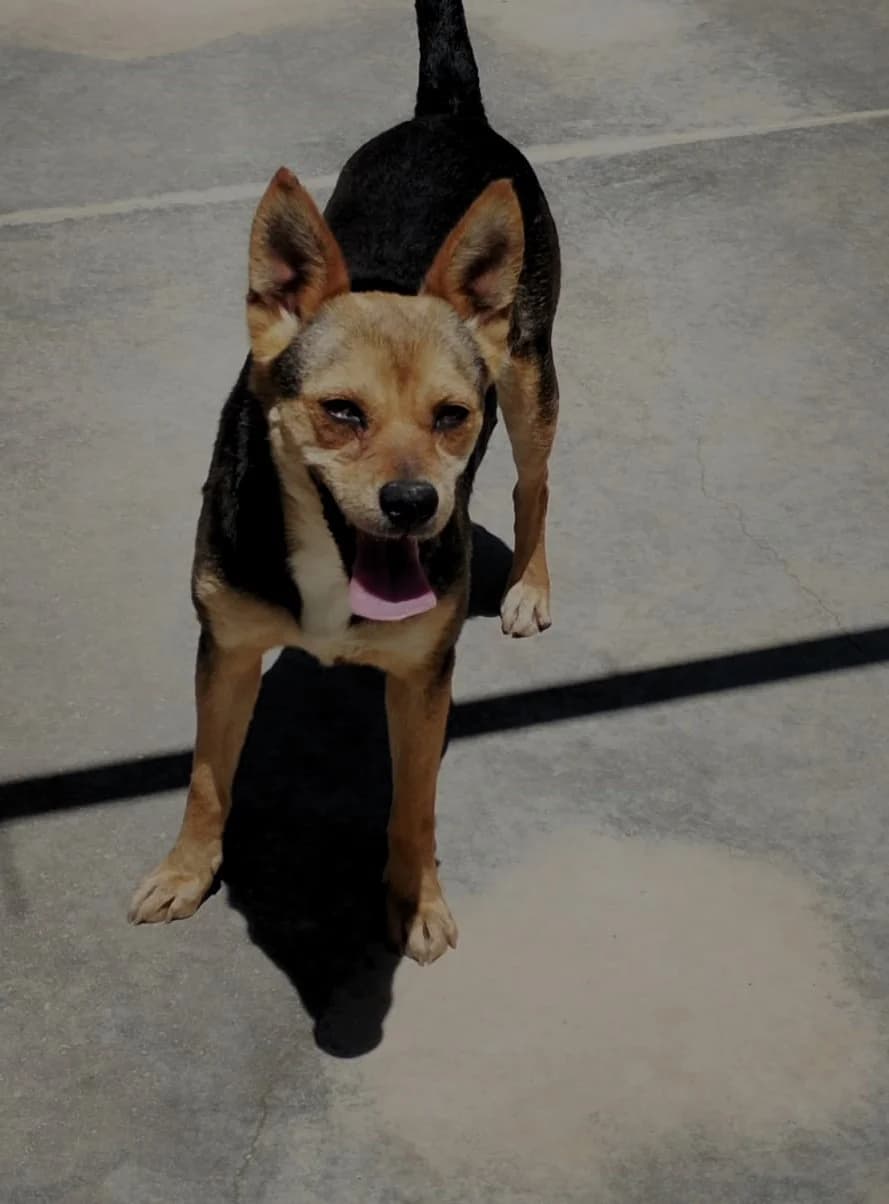 Sophie, female young Mixed Breed for adoption at saving dogs e.V.