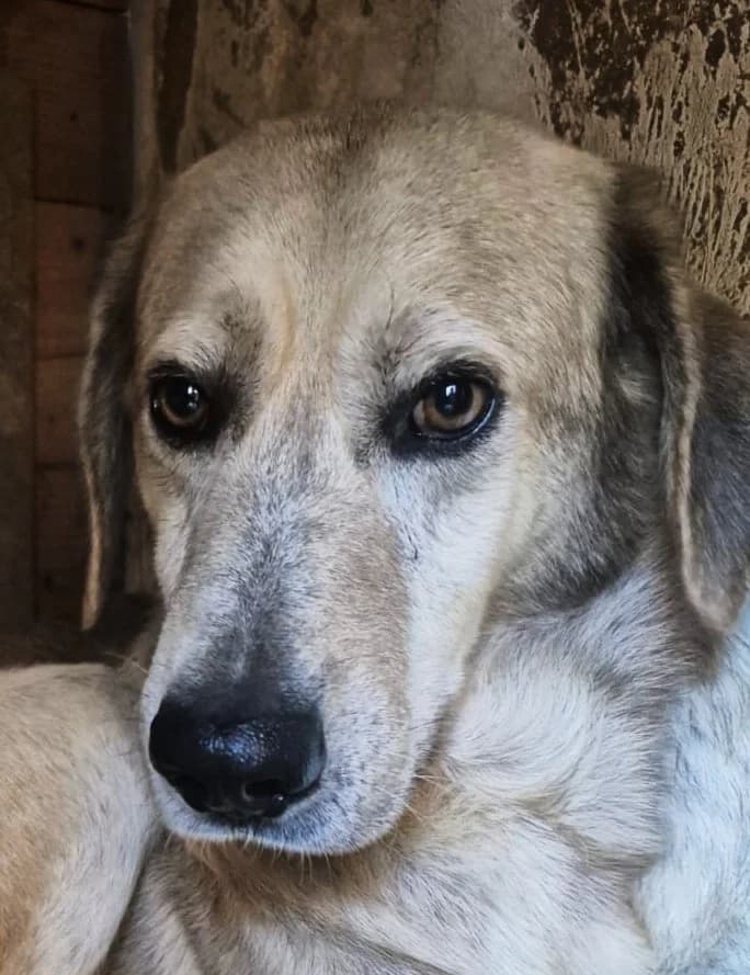 Terry, male 5yo Mixed Breed for adoption at saving dogs e.V.
