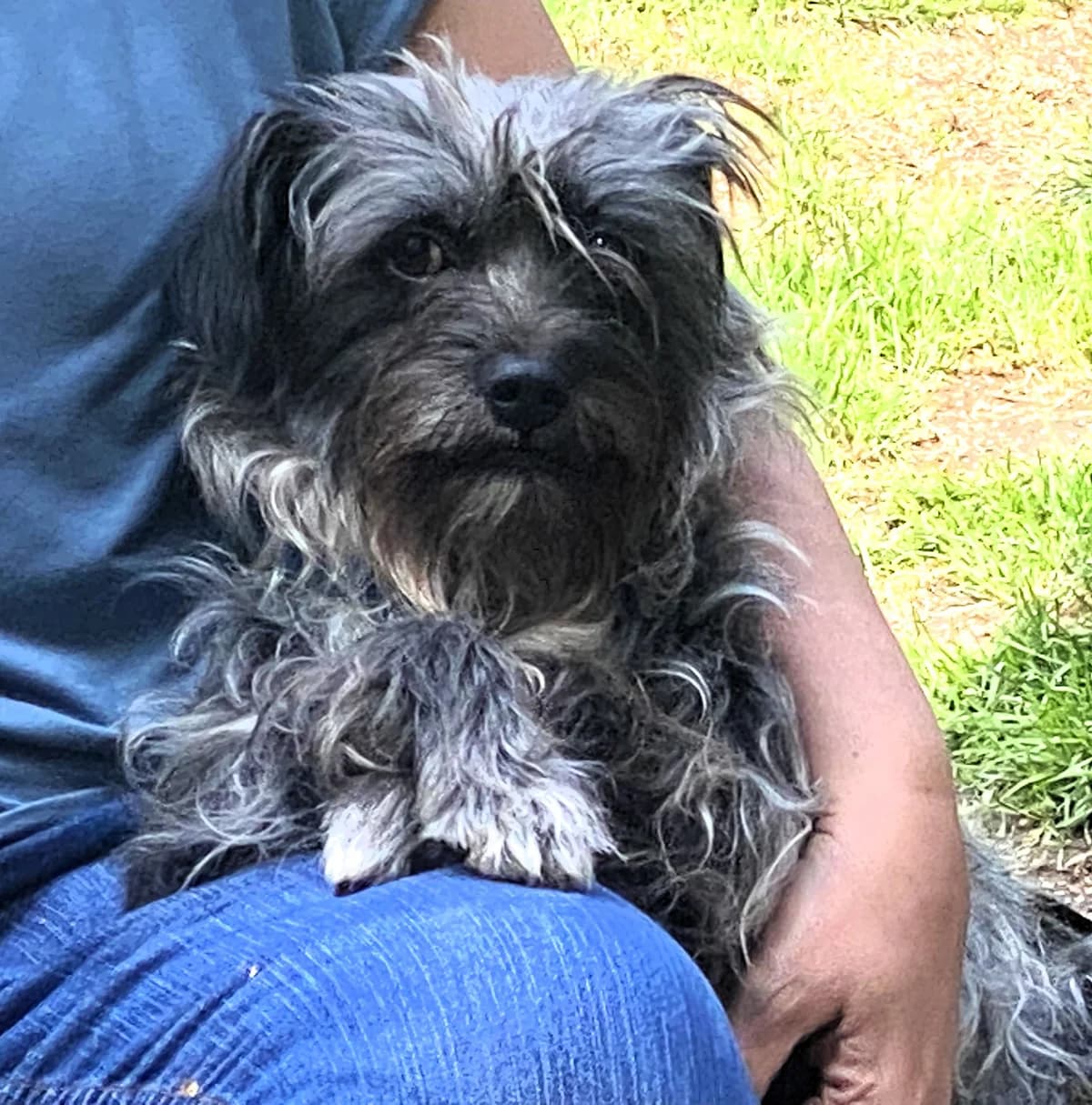 Tobia, weiß male 3yo Mixed Breed for adoption at saving dogs e.V.