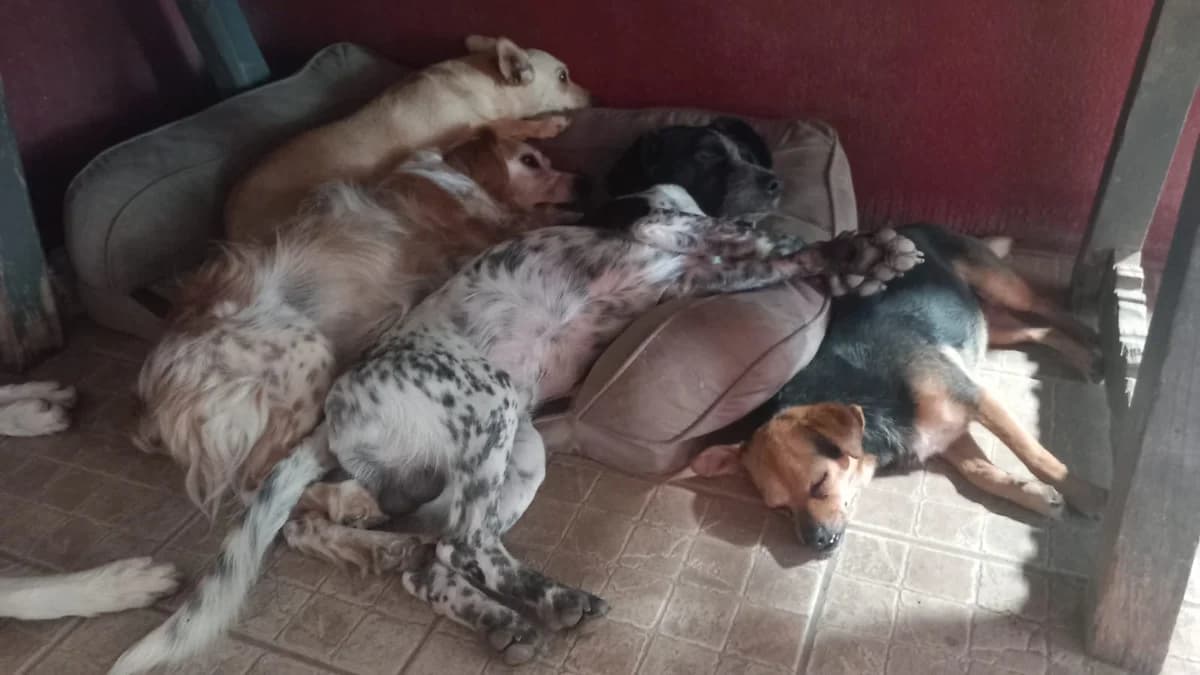 Ugo, male 4yo Mixed Breed for adoption at saving dogs e.V.
