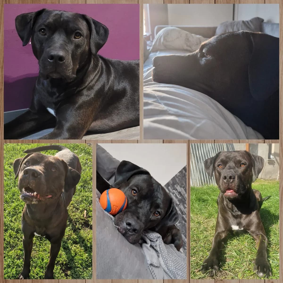 Bobby, male Mixed Breed for adoption at Südbrandenburger Tierfreunde e.V.