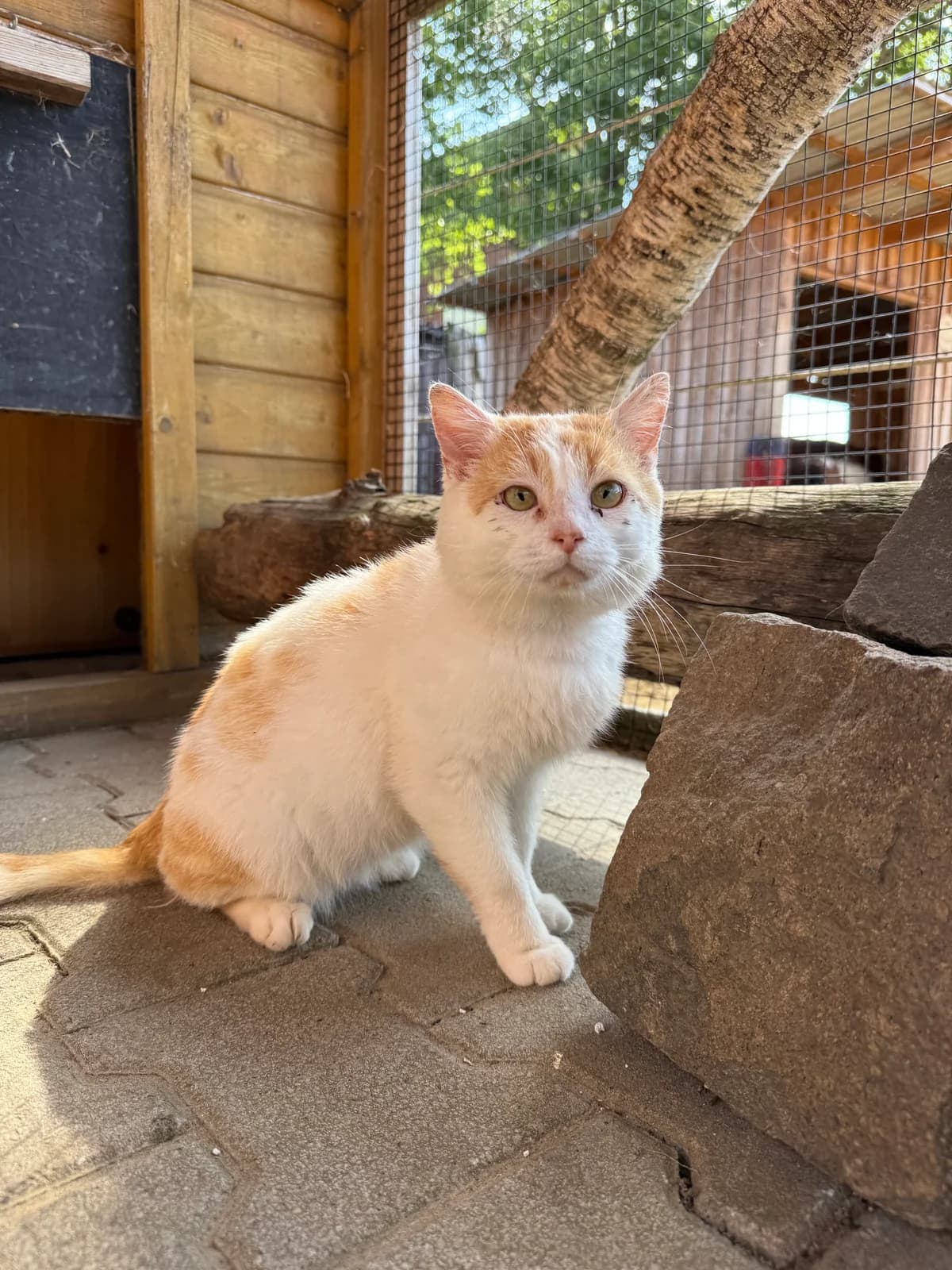 Tchibo, male European Shorthair for adoption at Schutzhof Four Seasons
