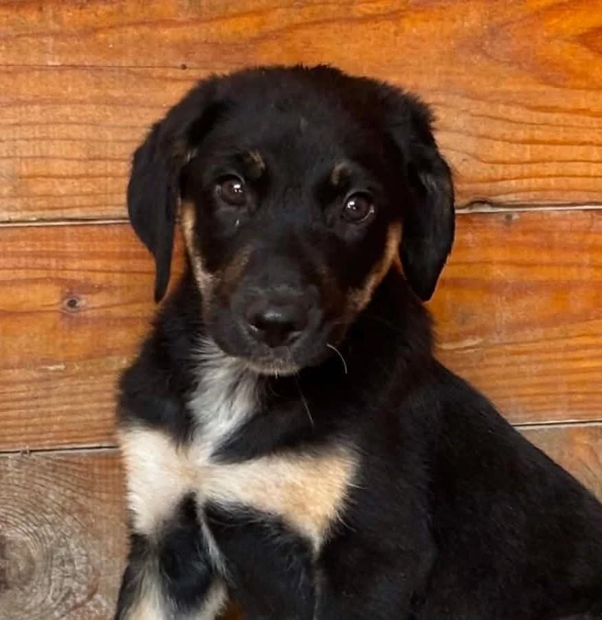 Bubbles, female young Mixed Breed for adoption at Seelen für Seelchen e.V., Alfter
