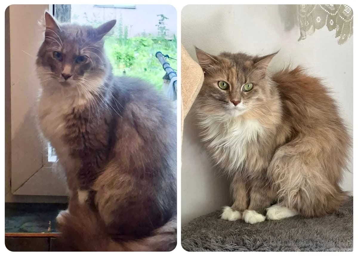 Aiko & Saraya, male young Mixed Breed for adoption at Seelenkatzen e.V., Barsinghausen
