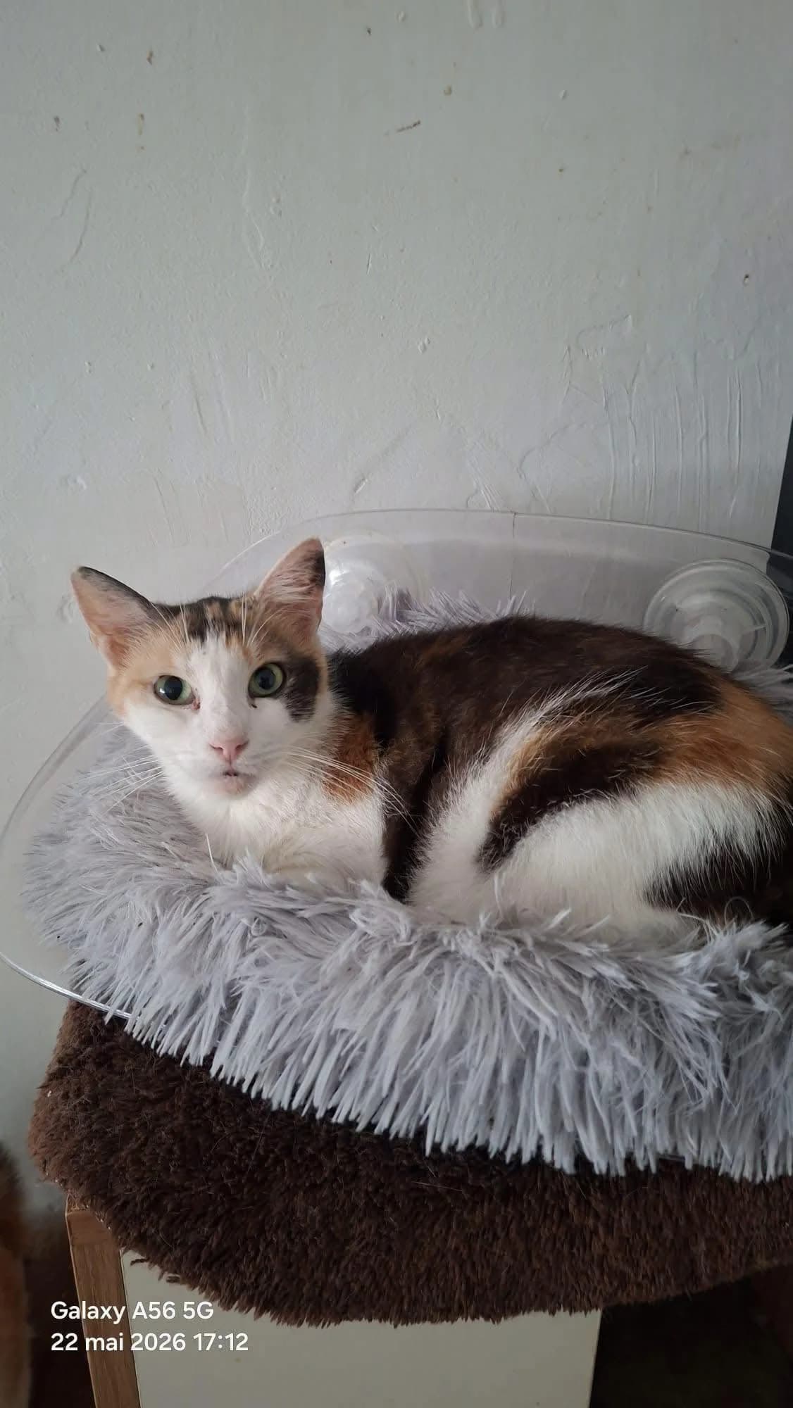 Aimée, female 5yo Mixed Breed for adoption at Seelenkatzen e.V., Barsinghausen