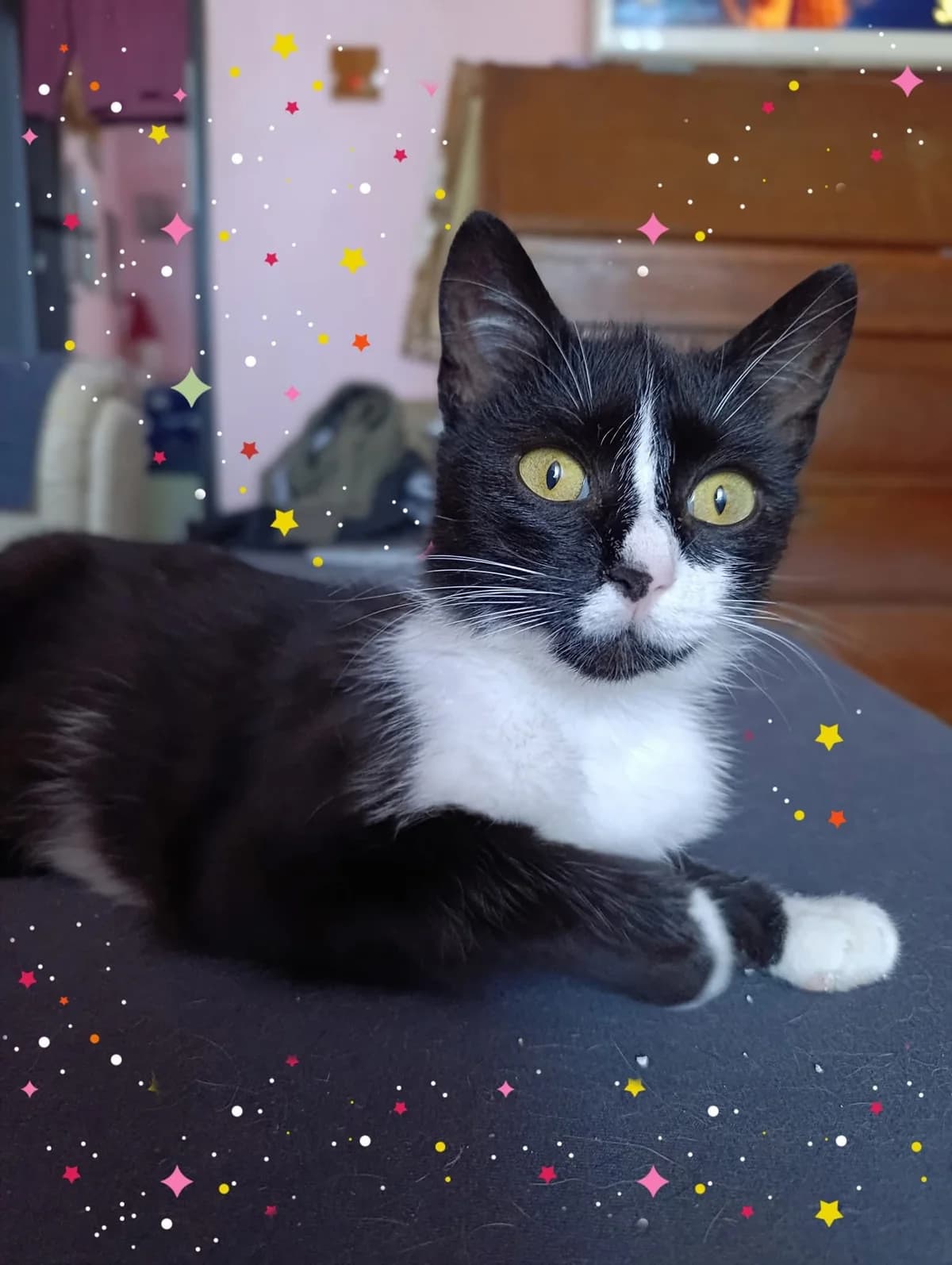 Aleyna, female young Mixed Breed for adoption at Seelenkatzen e.V., Barsinghausen