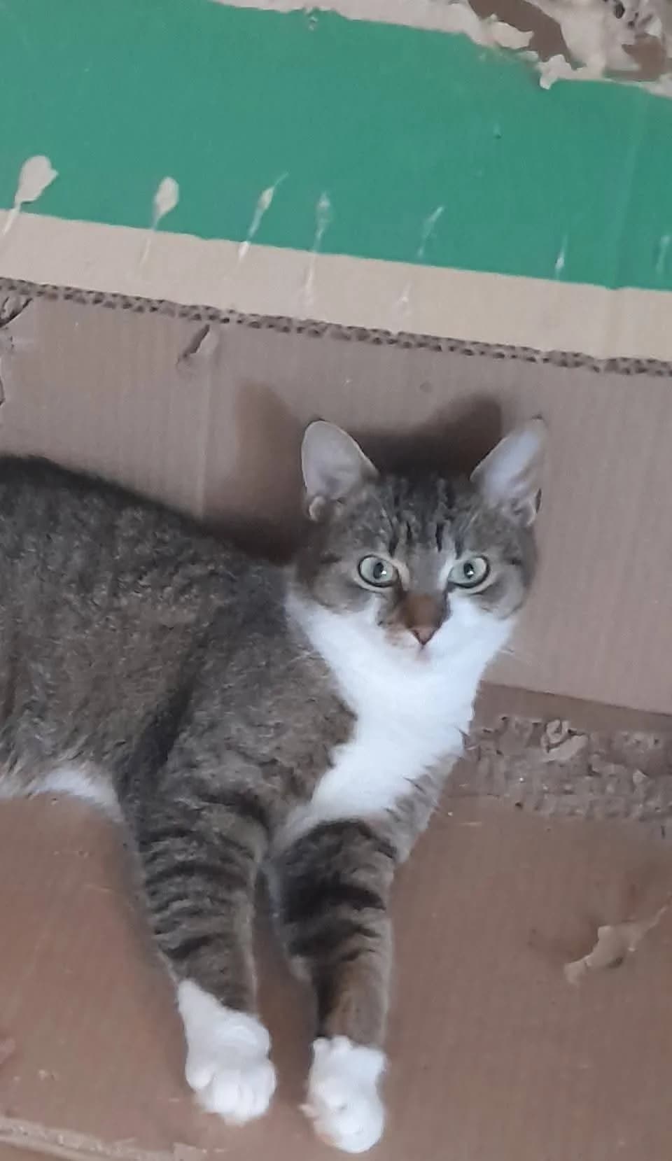 Alma 2, female Mixed Breed for adoption at Seelenkatzen e.V., Barsinghausen