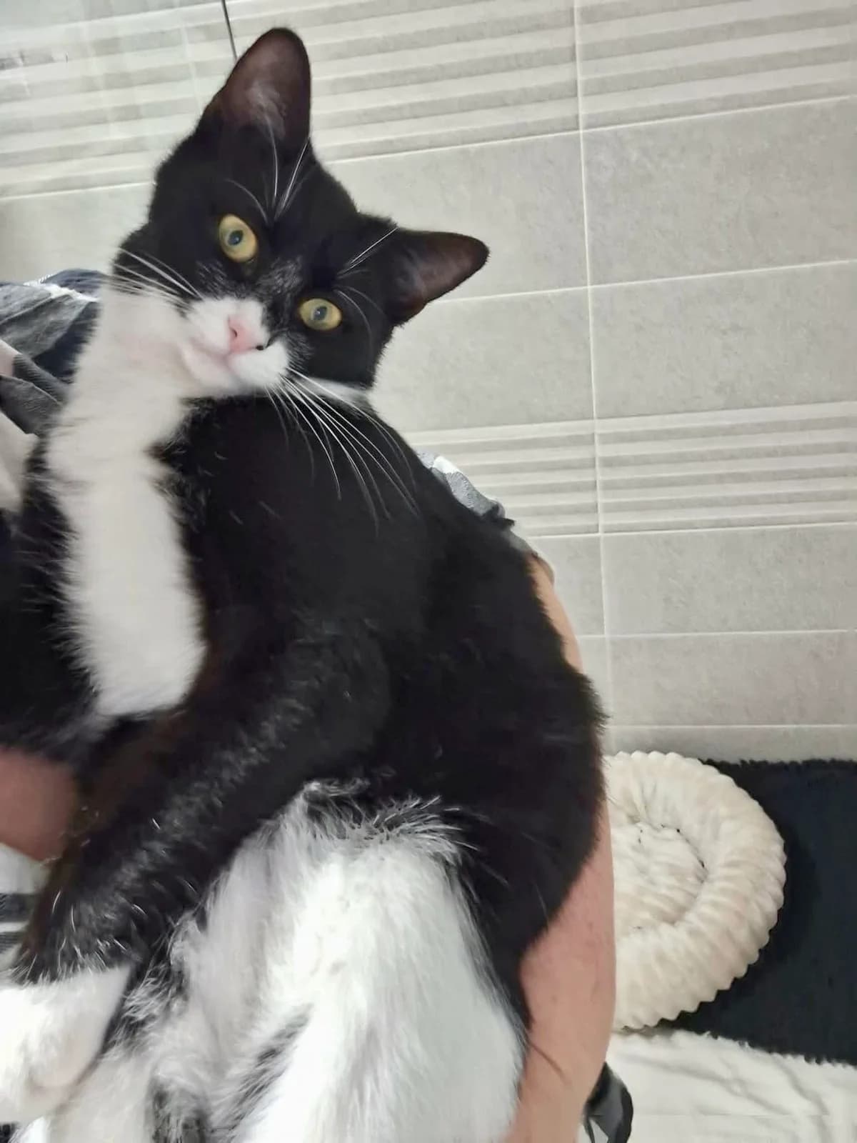 Annabell, female Mixed Breed for adoption at Seelenkatzen e.V., Barsinghausen