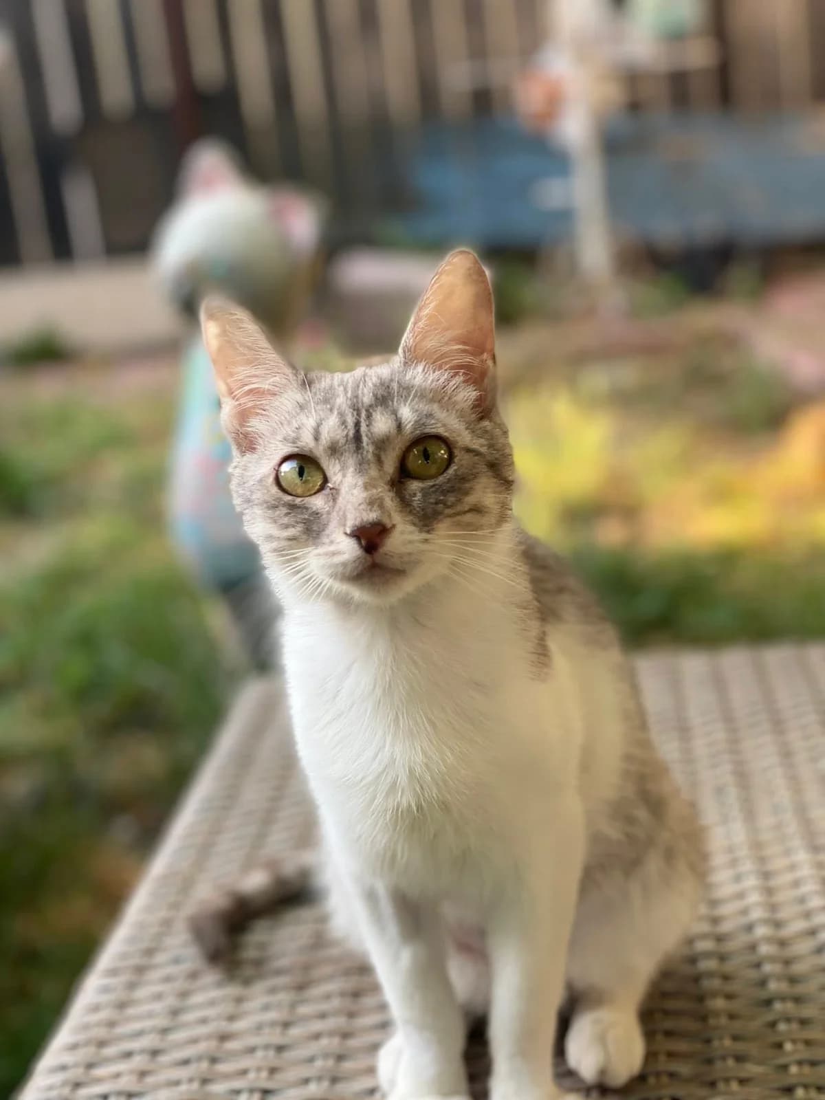 Benita, female Mixed Breed for adoption at Seelenkatzen e.V.