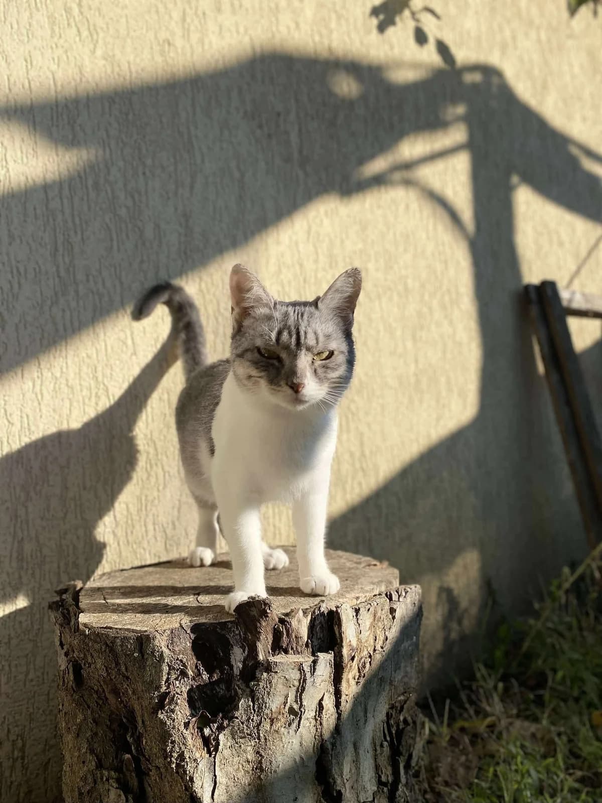 Benita, female Mixed Breed for adoption at Seelenkatzen e.V. — photo 2 of 11