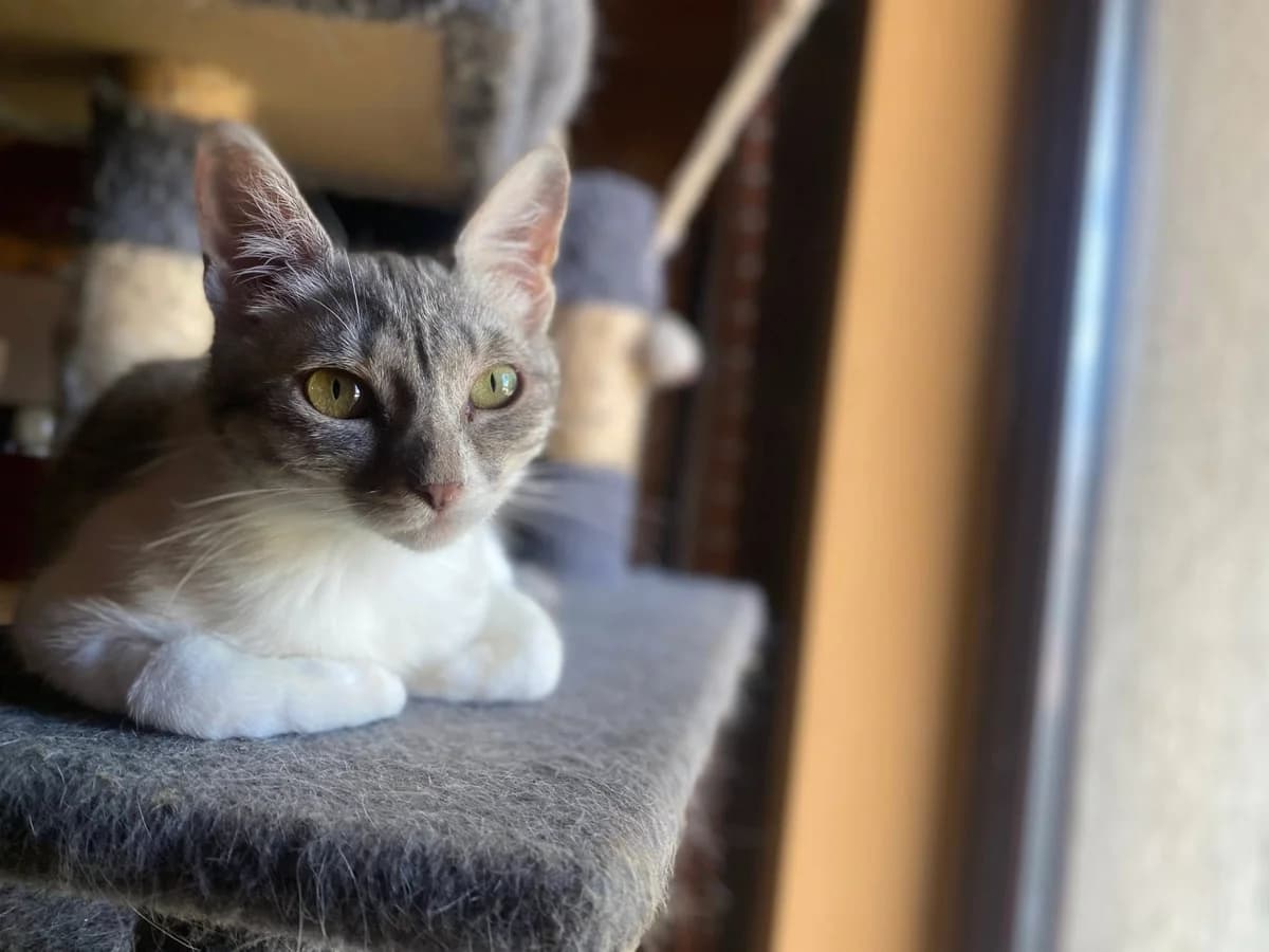 Benita, female Mixed Breed for adoption at Seelenkatzen e.V. — photo 3 of 11