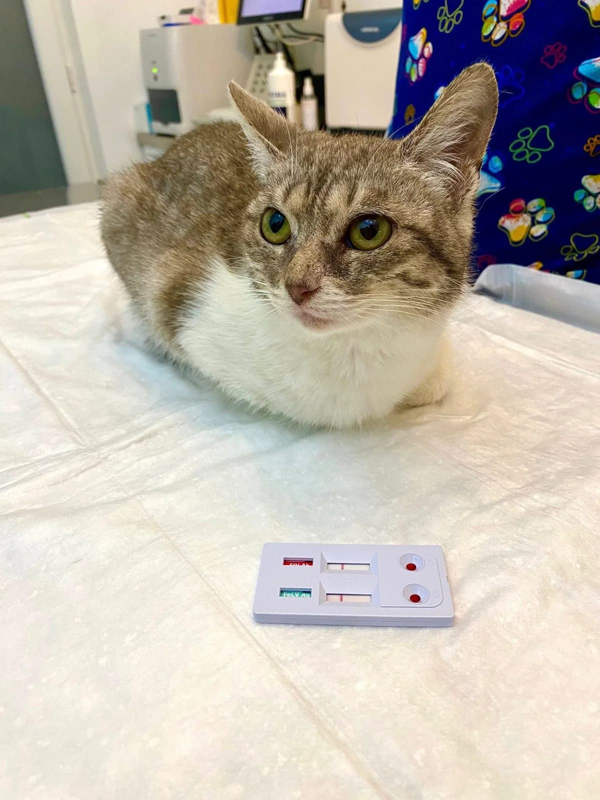 Benita, female Mixed Breed for adoption at Seelenkatzen e.V. — photo 4 of 11