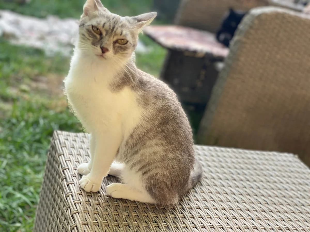 Benita, female Mixed Breed for adoption at Seelenkatzen e.V. — photo 5 of 11