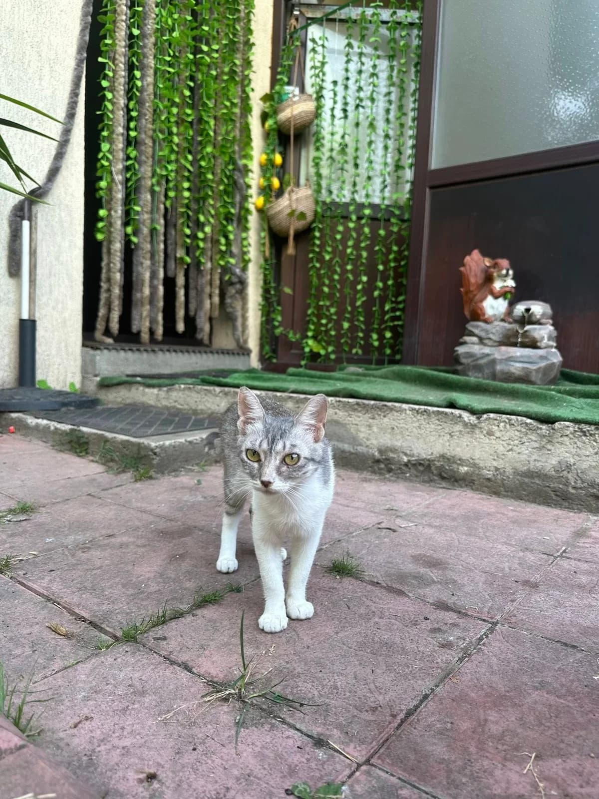 Benita, female Mixed Breed for adoption at Seelenkatzen e.V. — photo 6 of 11