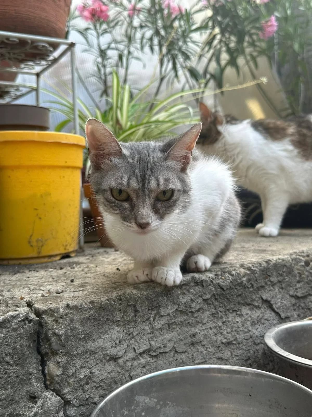 Benita, female Mixed Breed for adoption at Seelenkatzen e.V. — photo 7 of 11
