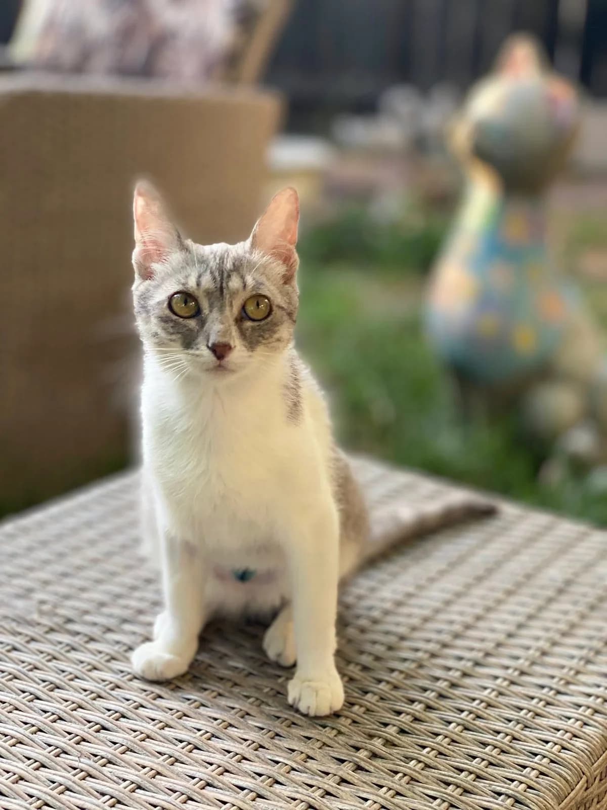 Benita, female Mixed Breed for adoption at Seelenkatzen e.V. — photo 8 of 11