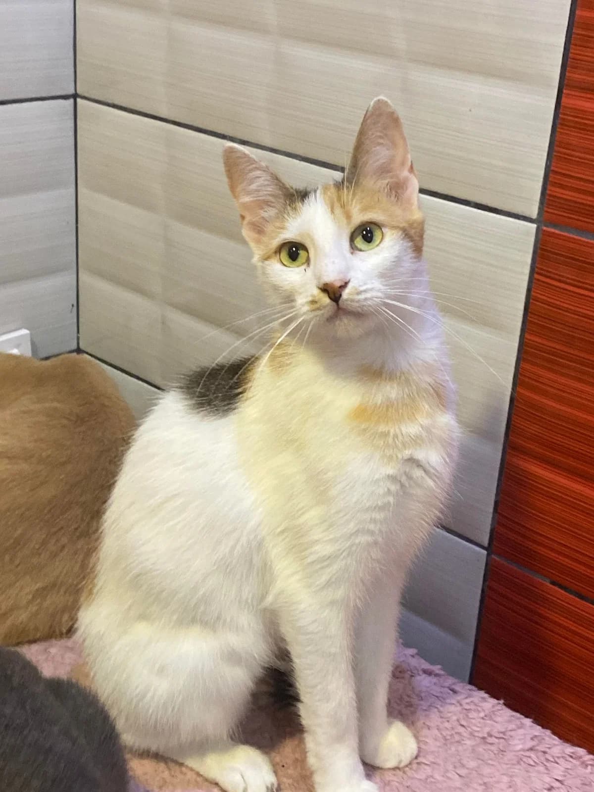 Cami, female Mixed Breed for adoption at Seelenkatzen e.V.