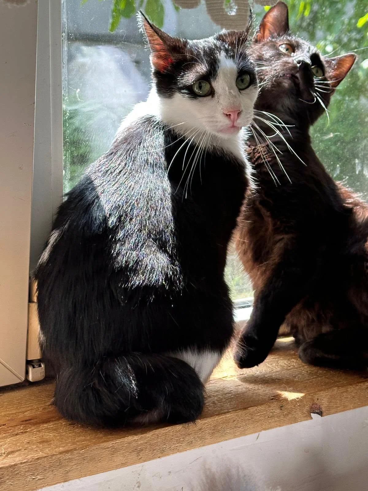 Carla, schwarz female 6yo Mixed Breed for adoption at Seelenkatzen e.V., Barsinghausen