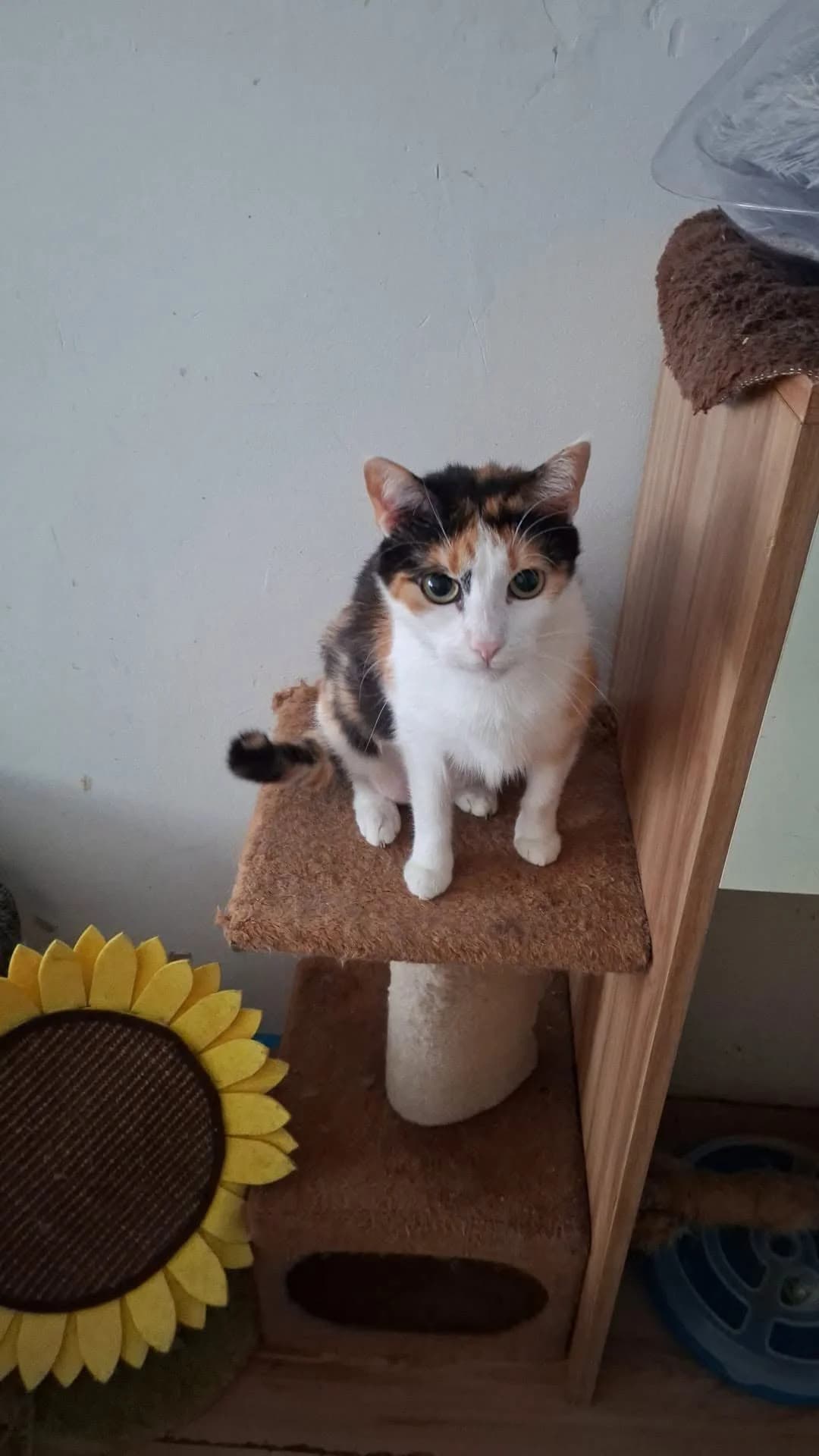 Caro, female 6yo Mixed Breed for adoption at Seelenkatzen e.V., Barsinghausen
