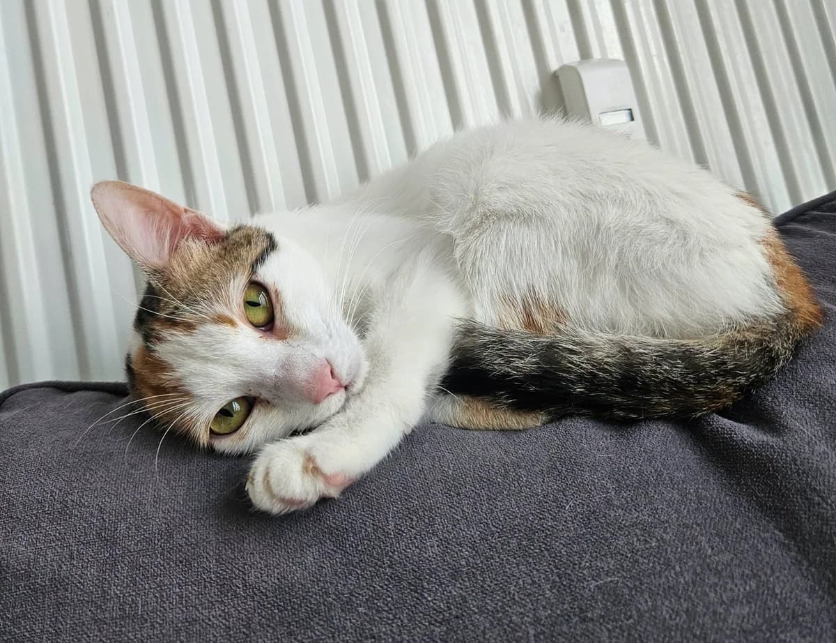 Cleo, female puppy Mixed Breed for adoption at Seelenkatzen e.V., Barsinghausen