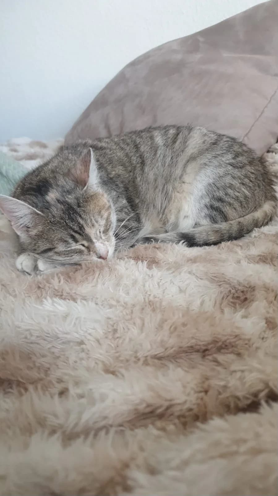Deliah – Zuhause gefunden, female young Mixed Breed for adoption at Seelenkatzen e.V., Barsinghausen