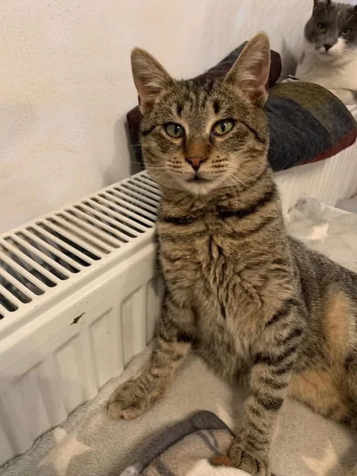 Dobby, male young Mixed Breed for adoption at Seelenkatzen e.V., Barsinghausen