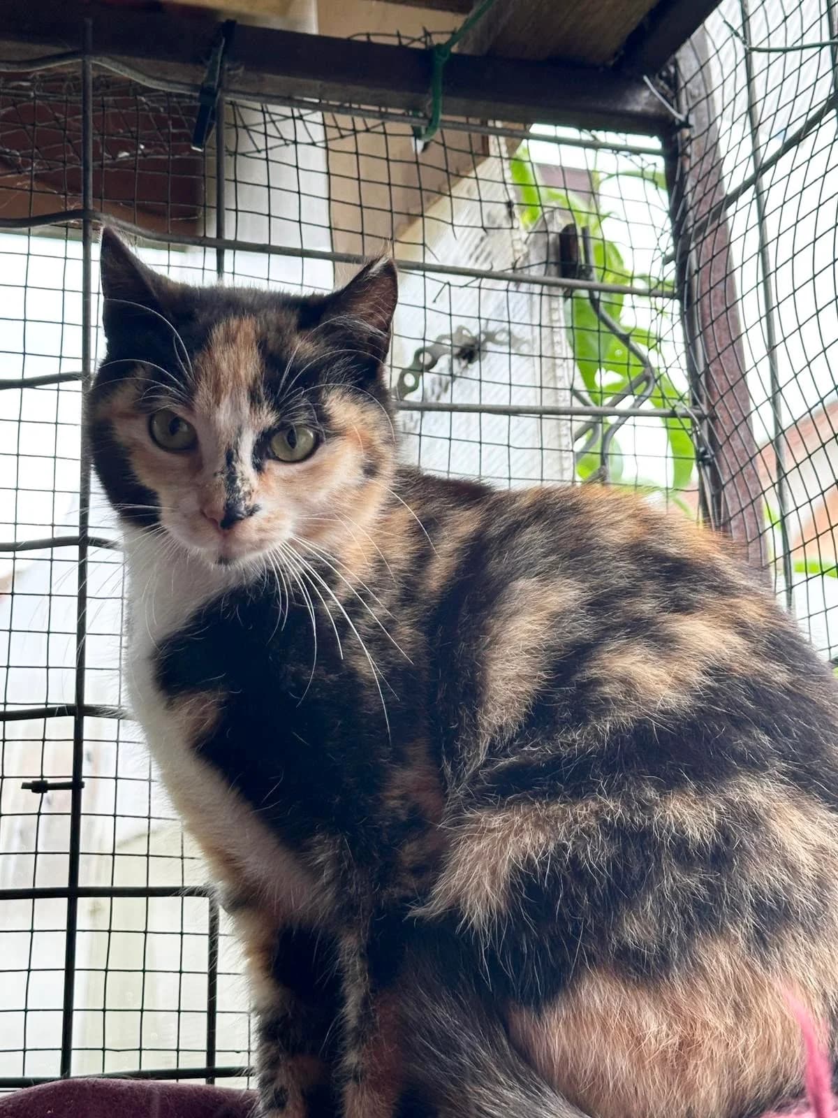 Dolly, female young Mixed Breed for adoption at Seelenkatzen e.V., Barsinghausen