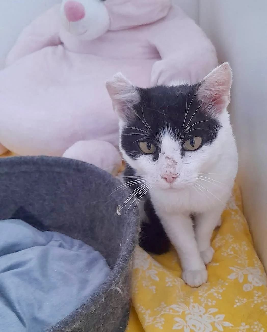 Eberhard, male 6yo Mixed Breed for adoption at Seelenkatzen e.V., Barsinghausen