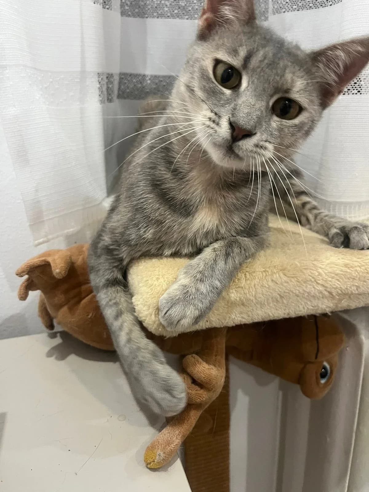 Elany, female young Mixed Breed for adoption at Seelenkatzen e.V., Barsinghausen