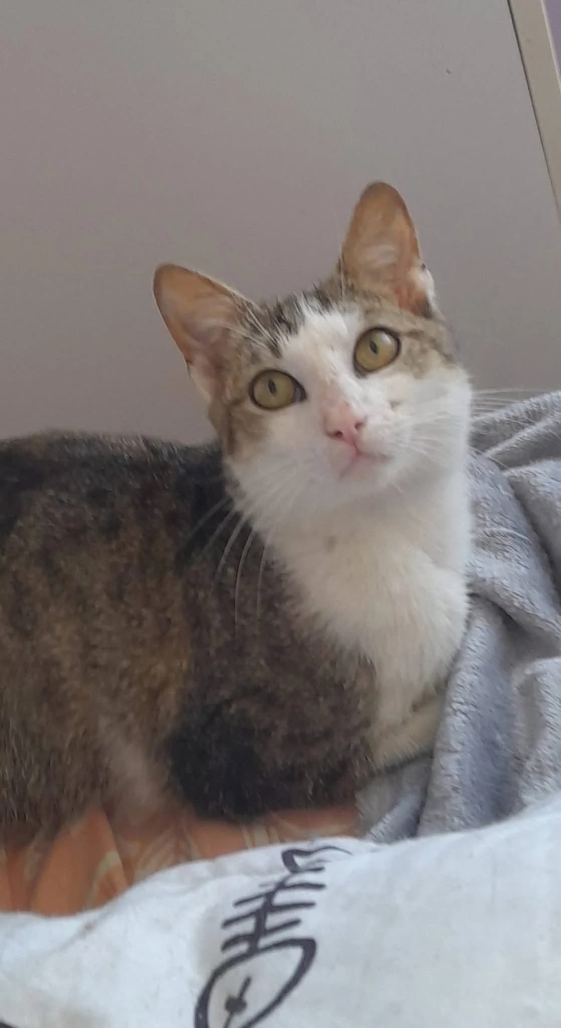 Enrico, male young Mixed Breed for adoption at Seelenkatzen e.V., Barsinghausen