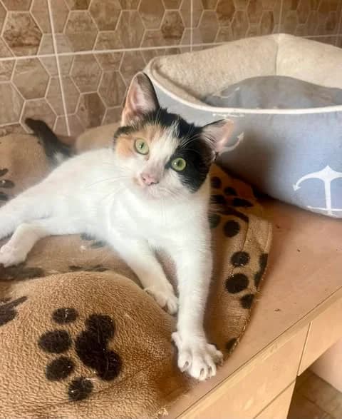 Erika – Zuhause gefunden, female young Mixed Breed for adoption at Seelenkatzen e.V., Barsinghausen